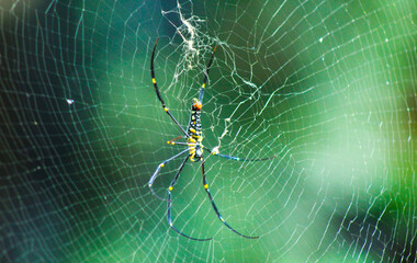 Close-up of a Nephila pilipes spider suspended in its intricate web. The striking black and yellow markings stand out against a muted background, showcasing nature’s artistry.