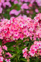 Canvas Print - phlox flowers in the garden