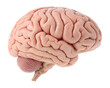 © FAFO - realistic human brain anatomy, internal organ, isolated on a white background with a clipping path cutout.