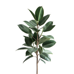 Sticker - Ficus Plant Branch: Lush Green Ficus Leaves Branch: A vibrant, close-up image of a Ficus plant branch, showcasing its lush green leaves. The branch is isolated against a clean background.