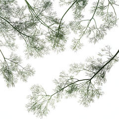 Sticker - Aerial View of Delicate Fern Branches 