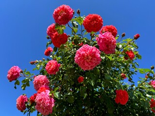 Wall Mural - Beautiful standard rose bush pink red roses flowers.