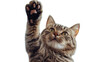 © Perkoro - Playful Tabby Cat Raising Paw, Captivating Expression and Soft Fur Texture, Perfect for Pet Lovers and Animal Enthusiasts Looking for Heartwarming Images.