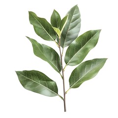 Wall Mural - Green leaves of magnolia tree isolated on white background with clipping path