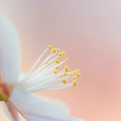 Wall Mural - Delicate white flower with yellow stamens against soft pastel background