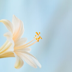 Wall Mural - Delicate white flower with soft petals and vibrant yellow stamens against light blue background, evoking tranquility and beauty