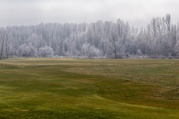 Wall Mural - Golf course meadow and riparian forest with frost in winter, Bernesga River, León, Spain.