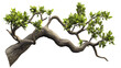 © PNG Kingdom  - Tree branch transparent background