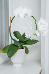 Wall Mural - Blooming white phalaenopsis orchid flower growing in a pot