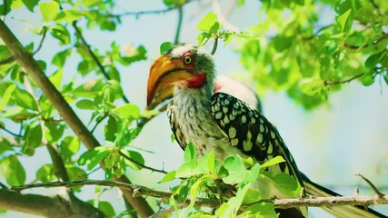 Close up of a southern yellow-billed hornbill (Tockus leucomelas) perched on a tree.