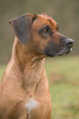 Wall Mural - Rhodesian Ridgeback