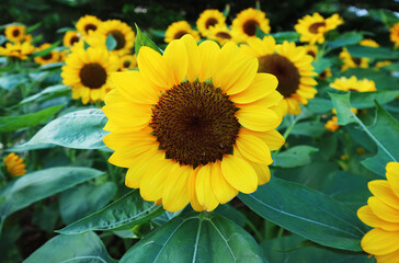 Wall Mural - eye-catching vibrant yellow sunflowers blooming in the field