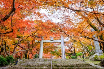 Wall Mural - 秋の竈門神社　福岡県太宰府市　Kamado Shrine in autumn. Fukuoka Pref, Dazaifu City.