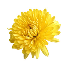 yellow chrysanthemum isolated on white background