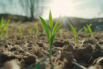 Wall Mural - A young plant emerging from soil, symbolizing growth and renewal.