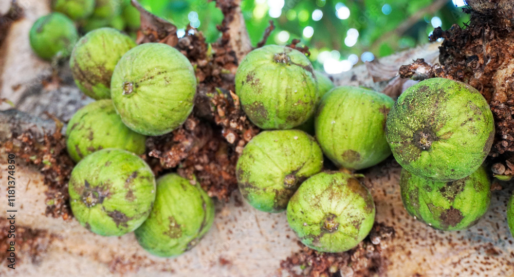 Ficus racemosa with closeup raw and ripe cluster figs on branches of ...