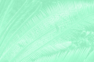 Poster - Soft mint green tropical palm leaf texture, perfect for nature-inspired, minimalist, or decorative design projects.