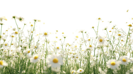 Wall Mural - Chamomile flower transparent background