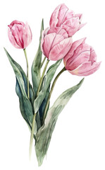 Canvas Print - PNG Pink tulips watercolor painting flowers.