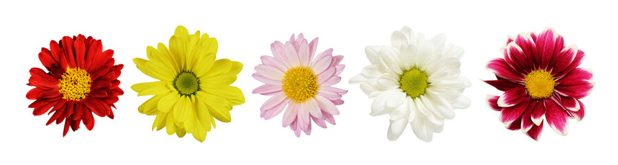 Wall Mural - set of flowers (chrysanthemum) isolated on white or transparent background