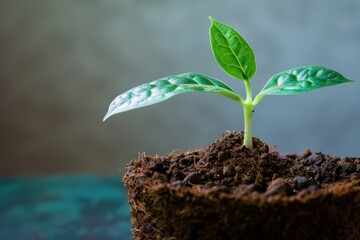 Wall Mural - Small plant growing from fertile soil representing new life, growth, and hope for the future