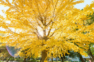 Wall Mural - Yellow Ginkgo Trees in Autumn and Blue Sky