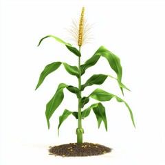 Wall Mural - Vertical Growth of a Fresh Corn Plant with Bright Green Leaves and Golden Kernels on White Background