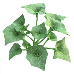 Wall Mural - Lush Green Leaves of an Ornamental Plant Isolated on White Background for Nature and Gardening Themes