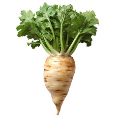 parsnip vegetable png. organic parsnip top view png. parsnip vegetable with green leaves flat lay isolated. winter vegetable parsnip full of vitamins isolated