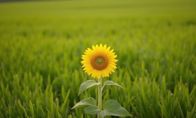 Canvas Print - Single sunflower in vibrant green field