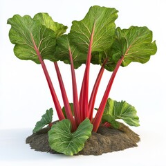 Wall Mural - Fresh and Vibrant Rhubarb Plant with Bright Red Stems and Green Leaves on White Background