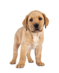 Poster - Cute 7 weeks old Labrador dog puppy, standing facing front. Looking towards camera. Isolated cutout on a transparent background.