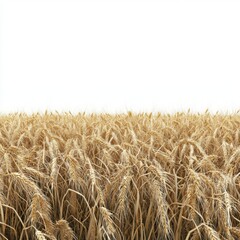 Wall Mural - Golden Wheat Field Under Clear Sky with Space for Text and Design Elements