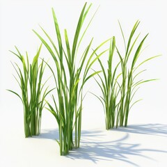 Wall Mural - Lush Green Grass Blades Growing Naturally on Clear Background in Bright Light for Landscaping and Nature Concepts