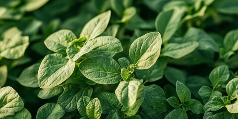 Poster - Fresh green potato leaves Solanum tuberosum on bushes in a field, showcasing the vibrant green potato leaves from a macro top view, highlighting the unique texture of potato leaves.