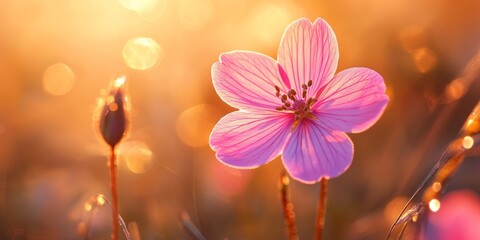 Aufkleber - Delicate pink flower basking in sunlight, showcasing its vibrant hues and intricate petals, perfect for capturing the beauty of nature with a stunning pink flower in glowing light.