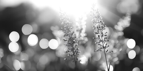 Leinwandbilder - Black and white bokeh creates an enchanting out of focus background, emphasizing the beauty of nature through its dreamy, blurred details that evoke a sense of serenity and calm.