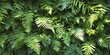 © Gular - Closeup of vibrant green fern leaves softly illuminated by sunlight on a wall, showcasing the intricate details of green fern leaves in a natural setting.