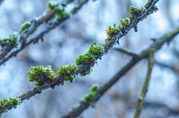 Wall Mural - Macro photo of green moss with frost. Moss covered branches on tree. Winter foggy scene. Selective focus.