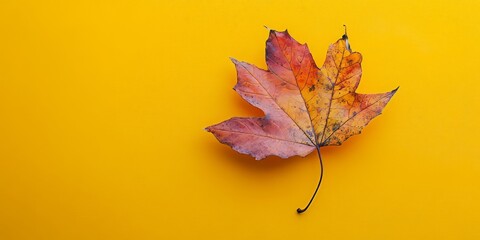 Poster - Autumn leaf displayed against a vibrant yellow background, showcasing the beauty and detail of the autumn leaf, highlighting its colors and textures in this captivating image of an autumn leaf.