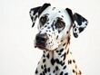 © PomPam - Adorable Dalmatian Portrait - Vivid White Background - AI Art