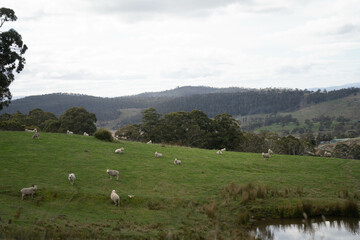 Wall Mural - sheep in a field in australia in spring on a farm