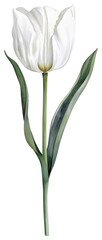 Wall Mural - PNG A white Tulip flower tulip illustration drawing.