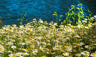 Aufkleber - Medicinal chamomile, Matricaria chamomilla L. on the lake shore.
This is a medicinal plant. Used in alternative medicine.
