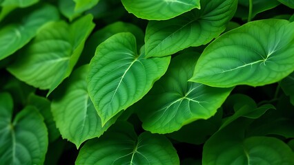 Many green leaves, green leaves background