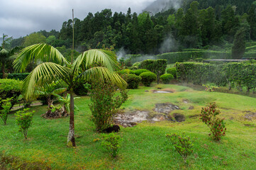 Wall Mural - Fumaroles in Furnas hot geo thermal springs, São Miguel Island, Azores, Portugal. Caldeira do Asmodeu. Furnas Fumarole Field. Cozido das Furnas. Travel destination. Cat near hot spring