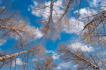 Aufkleber - A blue sky with a few trees in the background. The trees are bare and the sky is clear