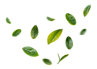 green tea leaves flying in the air isolated on background.