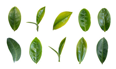 Wall Mural - green tea leaves collection isolated on transparent background.