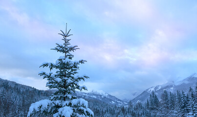 Wall Mural - frozen fir tree after a snowfall on a cold winter day in the alps.